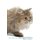 British Longhair Cat Affirmations Workbook British Longhair Cat Presents - Positive and Loving Affirmations Workbook. Includes:...