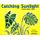 Catching Sunlight - A Book About Leaves (Paperback): Susan Blackaby