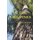 In the Tall Pines (Paperback): Andrew Hopkins