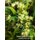 Visual Grow Workbook (Paperback): P K Magnus