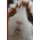 Guinea Pig Says Write (Paperback): Chattyfred