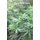 Visual Grow Diary (Paperback): P. Magnus, J Reagan