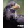Raptor Medicine, Surgery, and Rehabilitation (Hardcover, 3rd edition): David Scott
