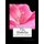 The Gladiolus - Its History, Species and Cultivation (Paperback): Roger Chambers