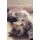 Purrfection: How to Achieve Balance and Happiness Through Your Cat (Hardcover): Sophie Macheteau