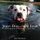 Street Dogs of Saint Louis - Showcasing the resilient side of shelter dogs (Paperback): Katie Brockman
