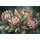 PROTEA ELEGANCE (HORIZONTAL) SML 400x300mm: 