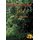 Mindanao Gold (Hardcover): D. W. Chambers