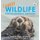 Comedy Wildlife Photography Awards Vol. 3 - the hilarious Christmas treat (Hardcover): Paul Joynson-Hicks & Tom Sullam