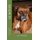 le boxer - le boxer (French, Paperback): Francois Kiesgen De Richter