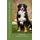 bernese moutain dog (Paperback): Francois Kiesgen De Richter
