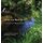Over the Back Fence - Learning Nature in a Bygone Napa Valley (Hardcover): Douglas L Murray