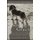Saving Gracie (Paperback): Carol Bradley