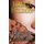 The Lioness Is the Hunter (Large print, Hardcover, Large type / large print edition): Loren D Estleman