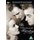 The Passionate Friends (DVD): Ann Todd, Trevor Howard, Claude Rains, Betty Ann Davies, Isabel Dean, Arthur Howard, Wilfrid...