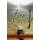 Fire Creek (Paperback): Ann E. Patrick