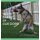 Body Parts of Our Dogs (Hardcover): Jack Cohen