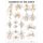 Ligaments of the Joints Anatomical Chart (Wallchart): Anatomical Chart Company