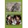 Mediated Girlhoods - New Explorations of Girls' Media Culture (Paperback, New edition): Mary Celeste Kearney