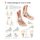 Understanding the Foot & Ankle Paper Poster (Poster): Scientific Publishing