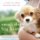 Small Dogs, Big Hearts - A Guide to Caring for Your Little Dog (Online resource, Revised edition): Darlene Arden