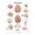 The Brain Anatomical Chart (Wallchart, 5): Anatomical Chart Company