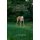 Jesse's Tale - Overcoming Fear Aggression and Separation Anxiety in an Adopted Greyhound: How to Care For and Train an...