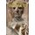 Bodies Politic (Paperback): David Wishart