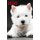2020 (Paperback): White Dog Books
