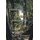 Seeing the Forest Through the Trees (Hardcover): Sylvia Stone