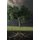 The Roots of Evil (Paperback): David E. Gates