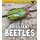 Brilliant Beetles: a 4D Book (Little Entomologist 4D) (Paperback): Melissa Higgins