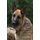 What I Learned About Leadership From My Dog (Paperback): John Covington