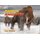Animal Ancestors - Band 09/Gold (Paperback): Jon Hughes