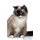 Birman Cat Affirmations Workbook Birman Cat Presents - Positive and Loving Affirmations Workbook. Includes: Mentoring...