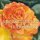 Apostrophes Iv - speaking you is holiness (Paperback): E. D Blodgett