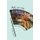 Arc of the Journeyman - Afghan Migrants in England (Paperback): Nichola Khan