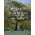 Impressions of an English Woodland - illustrated edition - My year in Kingswood (Paperback): Paula Boulton