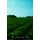 The Primacy Of Peter - From The Protestant And From The Catholic Point Of View (Paperback): John Chapin