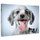 Rescue Me! - Dog Adoption Portraits and Stories from New York City (Hardcover): 