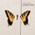 Rob Cavallo - Brand New Eyes (CD): Rob Cavallo