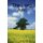 The Long Arm (Paperback): Gavin Macdonald