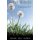 Wish Winds (Paperback): Daniel Hill Zafren