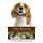 The Beagle (Paperback): Gordon Roberts