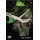 Soldier Boy (Paperback): Anne Rooney