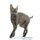Cornish Rex Affirmations Workbook Cornish Rex Presents - Positive and Loving Affirmations Workbook. Includes: Mentoring...