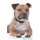 Staffordshire Bull Terrier Affirmations Workbook Staffordshire Bull Terrier Presents - Positive and Loving Affirmations...