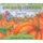 Too Many Pumpkins (Paperback): Linda White