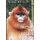 Tales of the Golden Monkeys (Paperback): Yong Yange