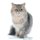 Persian Cat Affirmations Workbook Persian Cat Presents - Positive and Loving Affirmations Workbook. Includes: Mentoring...
